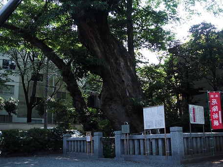aoi1